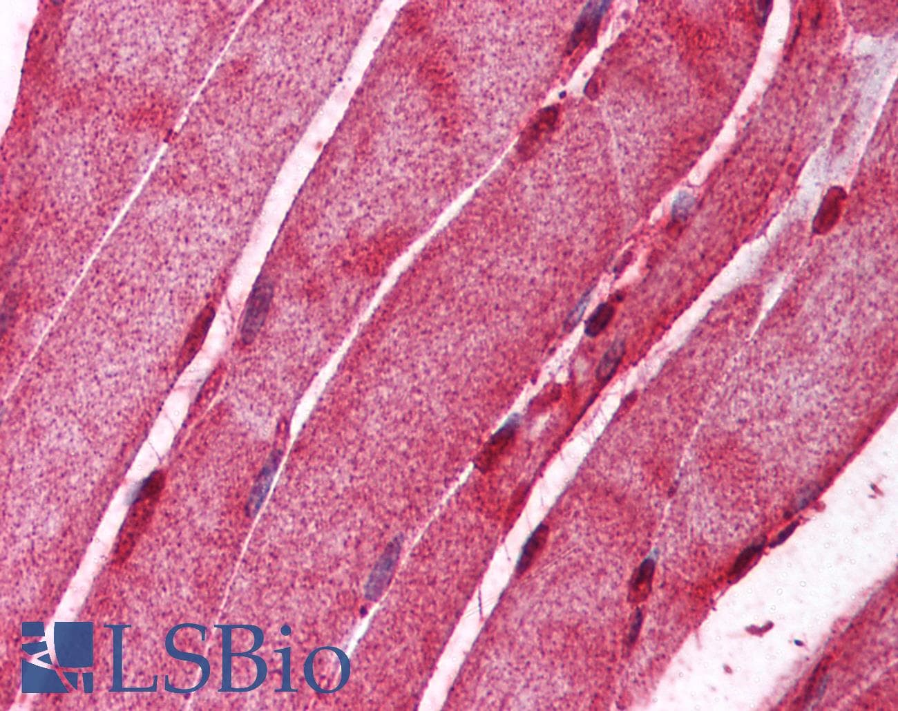 IHC-plus™ Polyclonal Rabbit anti-Human AMID / AIFM2 Antibody (aa170-185, IHC)
