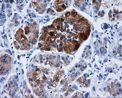 DCXR Antibody (clone OTI4D11)