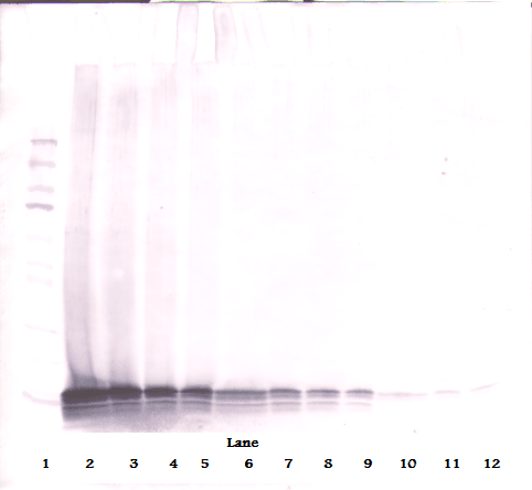 CCL21 / SLC Antibody (Biotin)
