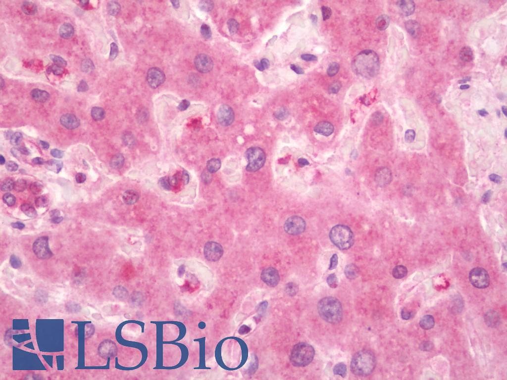 IHC-plus™ TLR9 Antibody