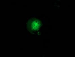 GBP5 Antibody (clone OTI5C9, Carrier-free)