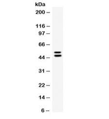 PROCR / EPCR Antibody