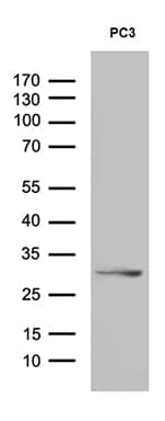 C1orf111 Antibody (clone OTI1H3)