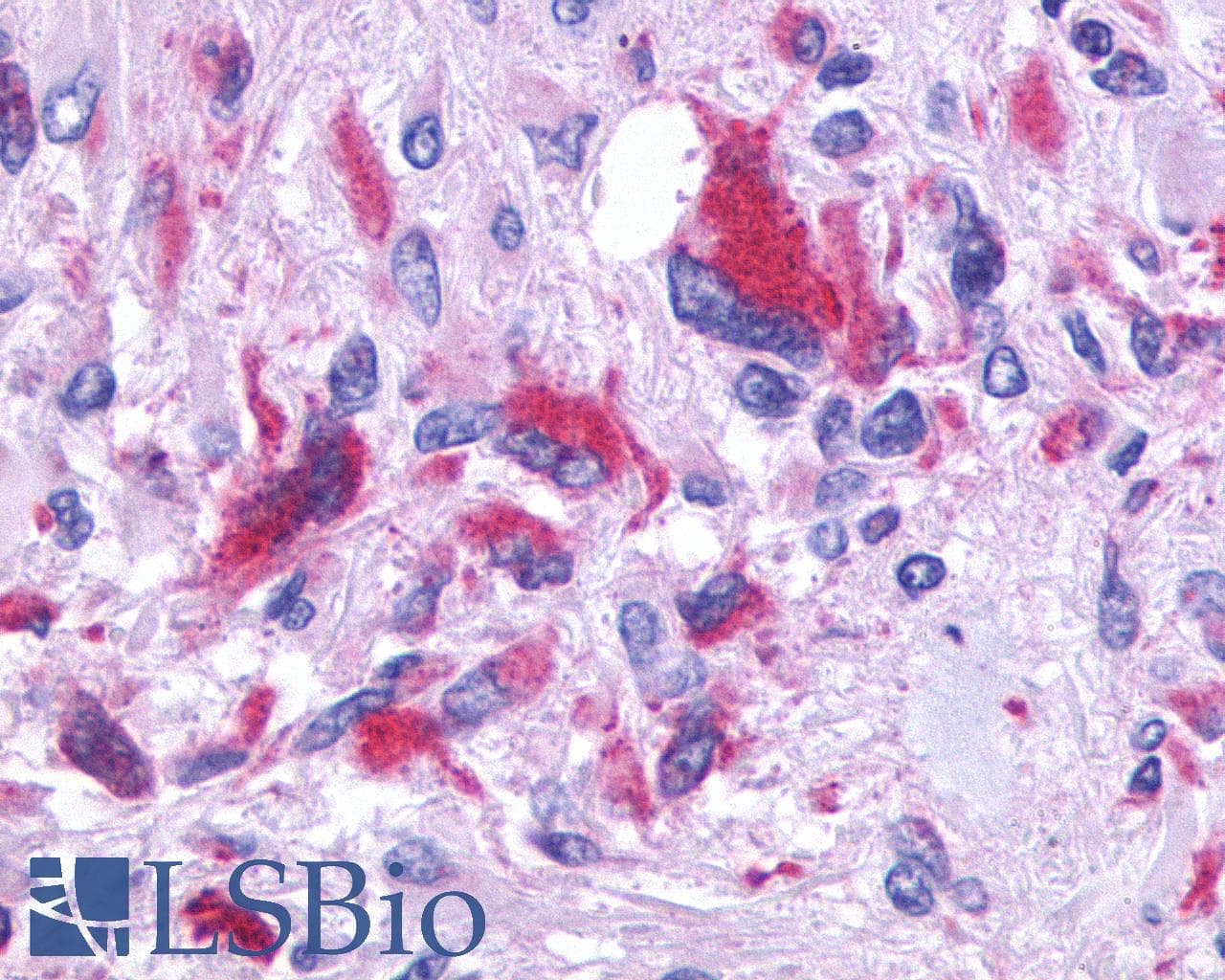 PathPlus™ GPR150 Antibody (C-Terminus)