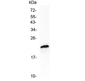 Polyclonal Rabbit anti-Human TMEM107 Antibody (IHC, WB)