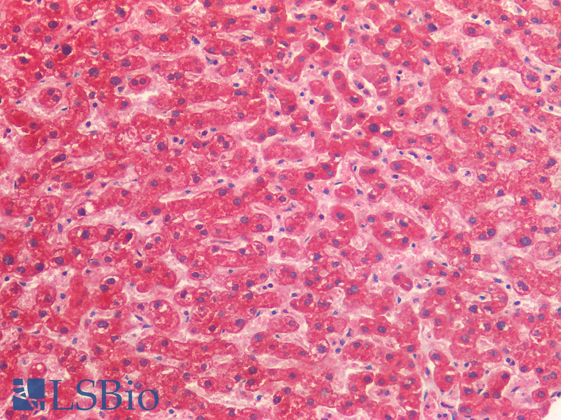 IHC-plus™ PPIF / Cyclophilin F Antibody (clone OTI7D12)
