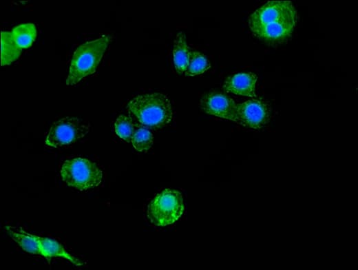 Polyclonal Rabbit anti-Human SIGLEC7 / CD328 Antibody (IHC, IF, WB)