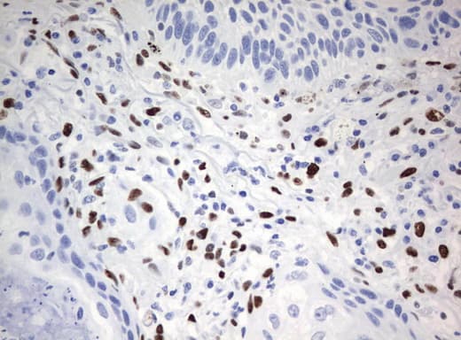 Monoclonal Mouse anti-Human ZSCAN18 / ZNF447 Antibody (clone UMAB114, IHC, WB)
