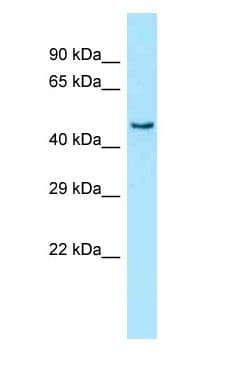 PRKAG3 / AMPK Gamma 3 Antibody (aa32-81)