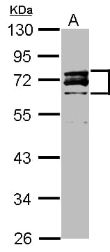 LMNA / Lamin A+C Antibody (aa59-572)