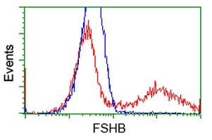 FSHB / FSH Beta Antibody (clone OTI4E8)