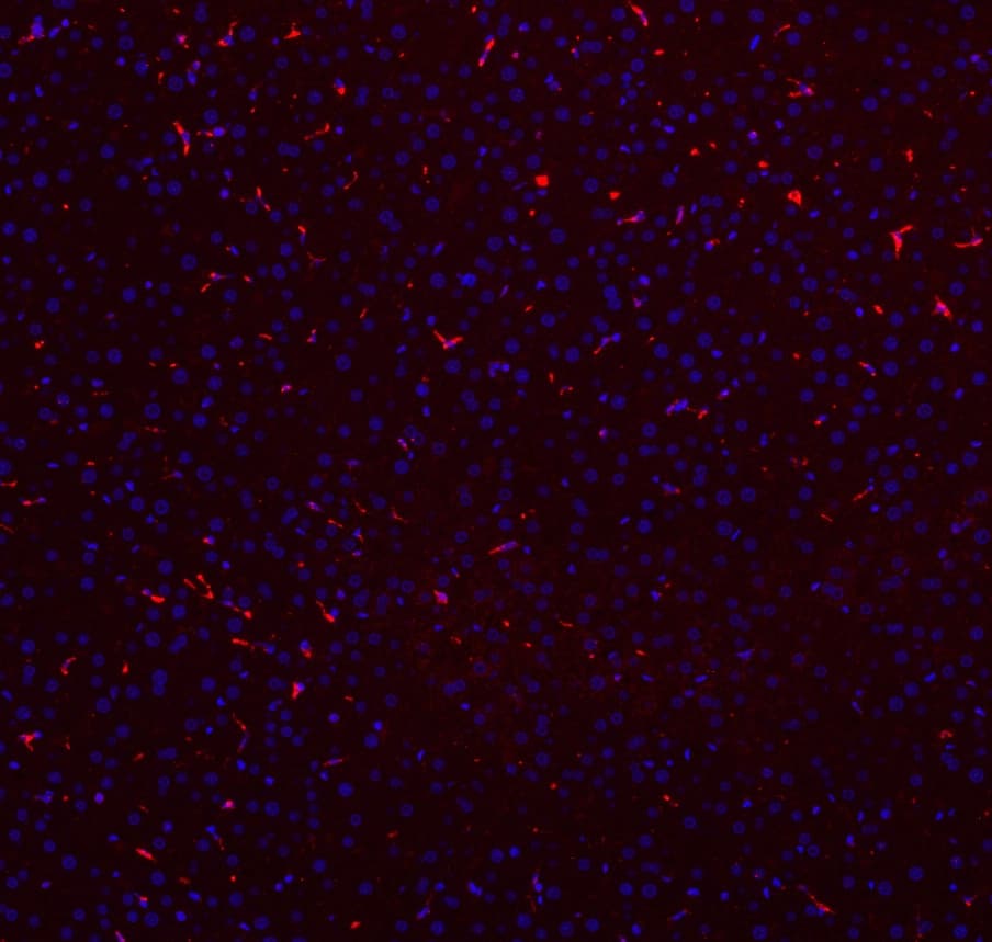 CD68 Antibody (aa312-326)