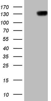 CSF2RB / CD131 Antibody (clone OTI7G6)