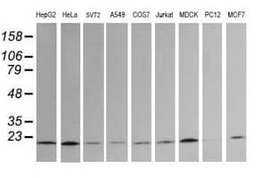 UBE2G2 Antibody (clone OTI1B10, Carrier-free)