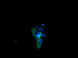 Monoclonal Mouse anti-Human MAPK13 / p38delta Antibody (clone OTI2D1, IF, WB)