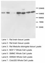 NOS1 / nNOS Antibody (aa1418-1434)
