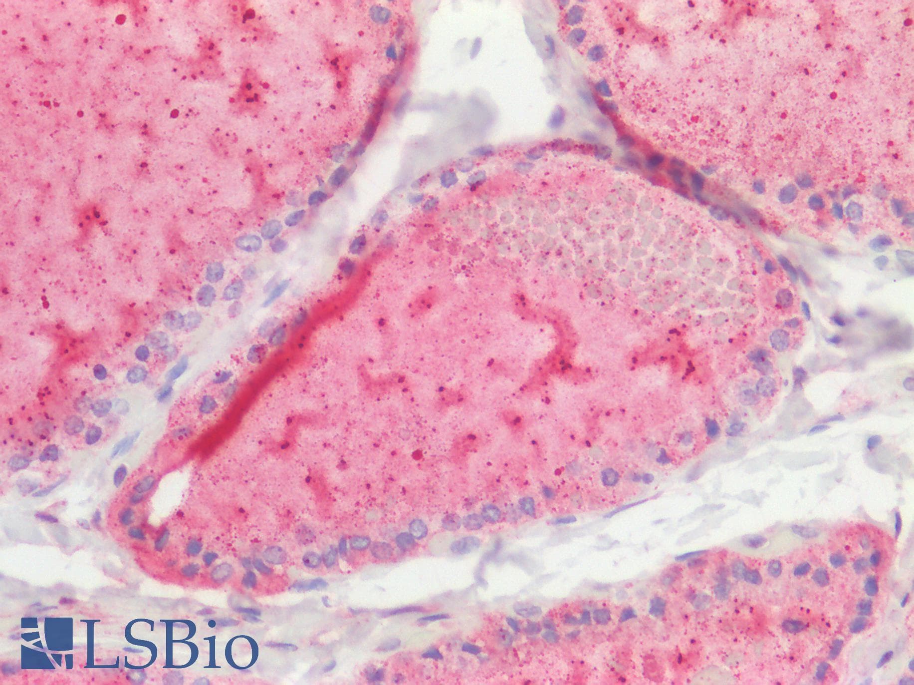 STOML2 Antibody (C-Terminus)
