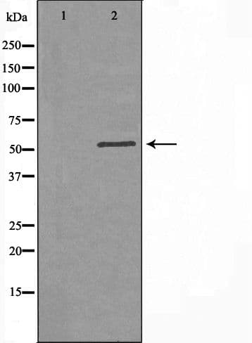Polyclonal Rabbit anti-Human B3GALTL Antibody (IHC, IF, WB)