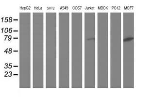 Dipeptidyl Peptidase 3 / DPP3 Antibody (clone OTI2D9)