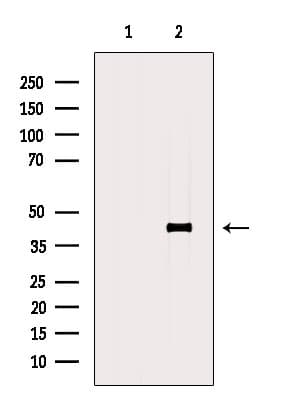 Polyclonal Rabbit anti-Human ERLIN1 / SPFH1 Antibody (WB)