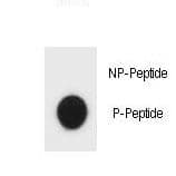 Hamartin / TSC1 Antibody (phospho-Ser312)