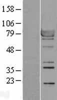 RPS6KA1 / RSK1 Protein (Over-Expression Lysate Myc-DDK (Flag))
