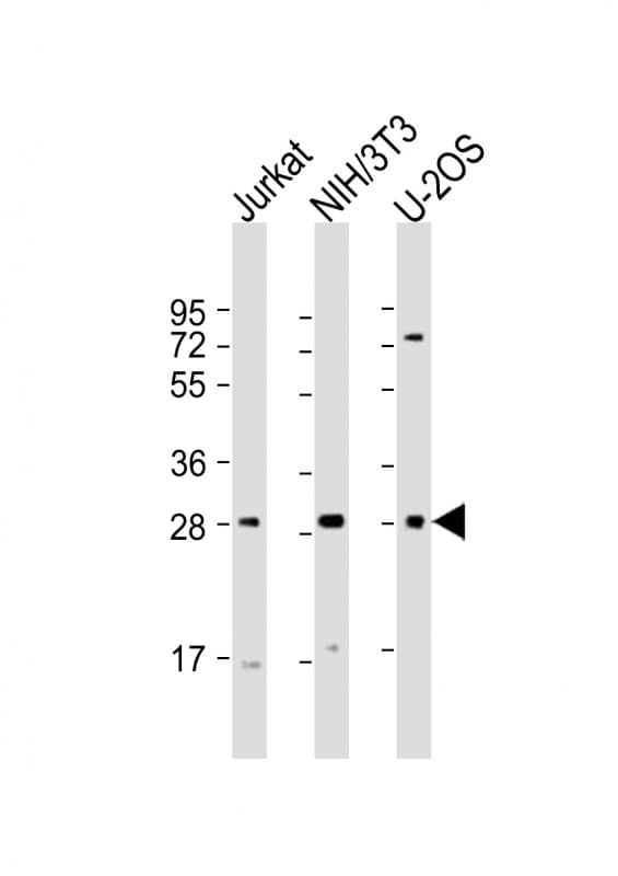 SIX1 Antibody (aa69-102)