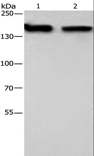NCAPD2 Antibody