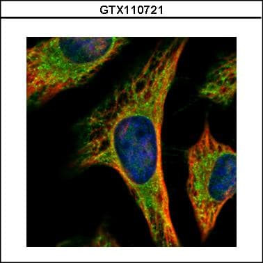 PEX19 Antibody (aa1-299)