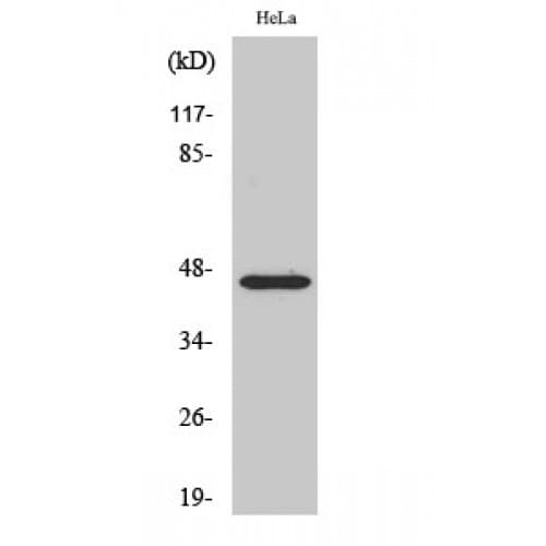 FOXB2 Antibody (220-300 aa, Internal)