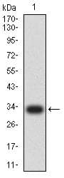 TNFRSF12A / TWEAK Receptor Antibody (clone 5C9B4)