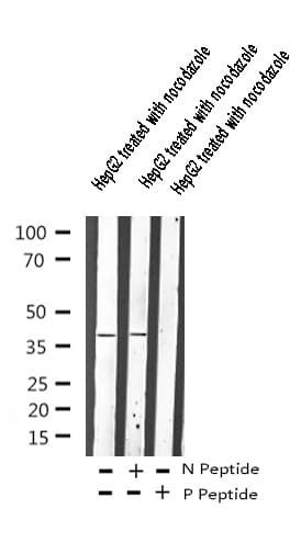 ADRB2 Antibody (phospho-Ser346)