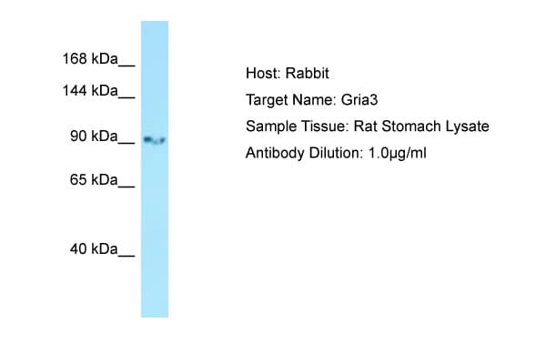 GRIA3 / GLUR3 Antibody (aa651-700)
