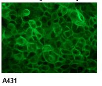 EGFR Antibody (clone 6F1)