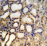 MRPS33 Antibody (aa72-100)