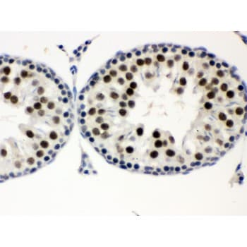 MNAT1 Antibody (aa92-278)