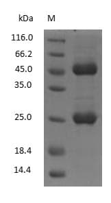 Mouse IgG2a Protein (Native)