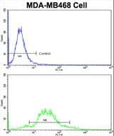 TAGLN / Transgelin / SM22 Antibody (aa24-51)