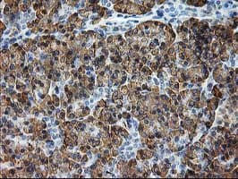 SSR1 Antibody (clone OTI3E5)