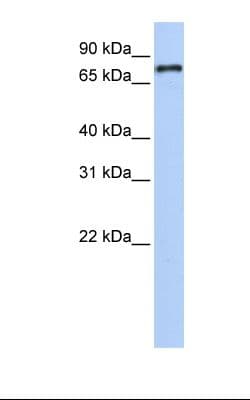 NR1D1 Antibody (aa290-339)