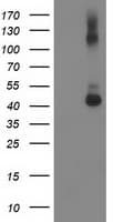 GDAP1L1 Antibody (clone OTI1C3)