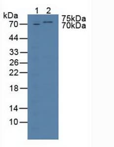 TBX3 Antibody (aa107-220)