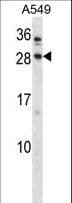 BARX1 Antibody (aa211-240)