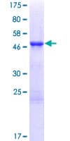 Human TCEAL3 Protein (Recombinant GST)