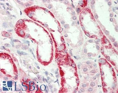 GATM / AGAT Antibody (aa251-300)