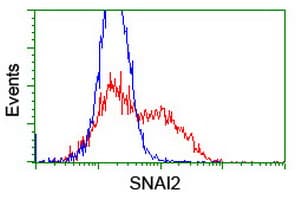 SNAI2 / SLUG Antibody (clone OTI1G7, Carrier-free)