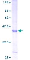 Human RNASE6 Protein (Recombinant GST)