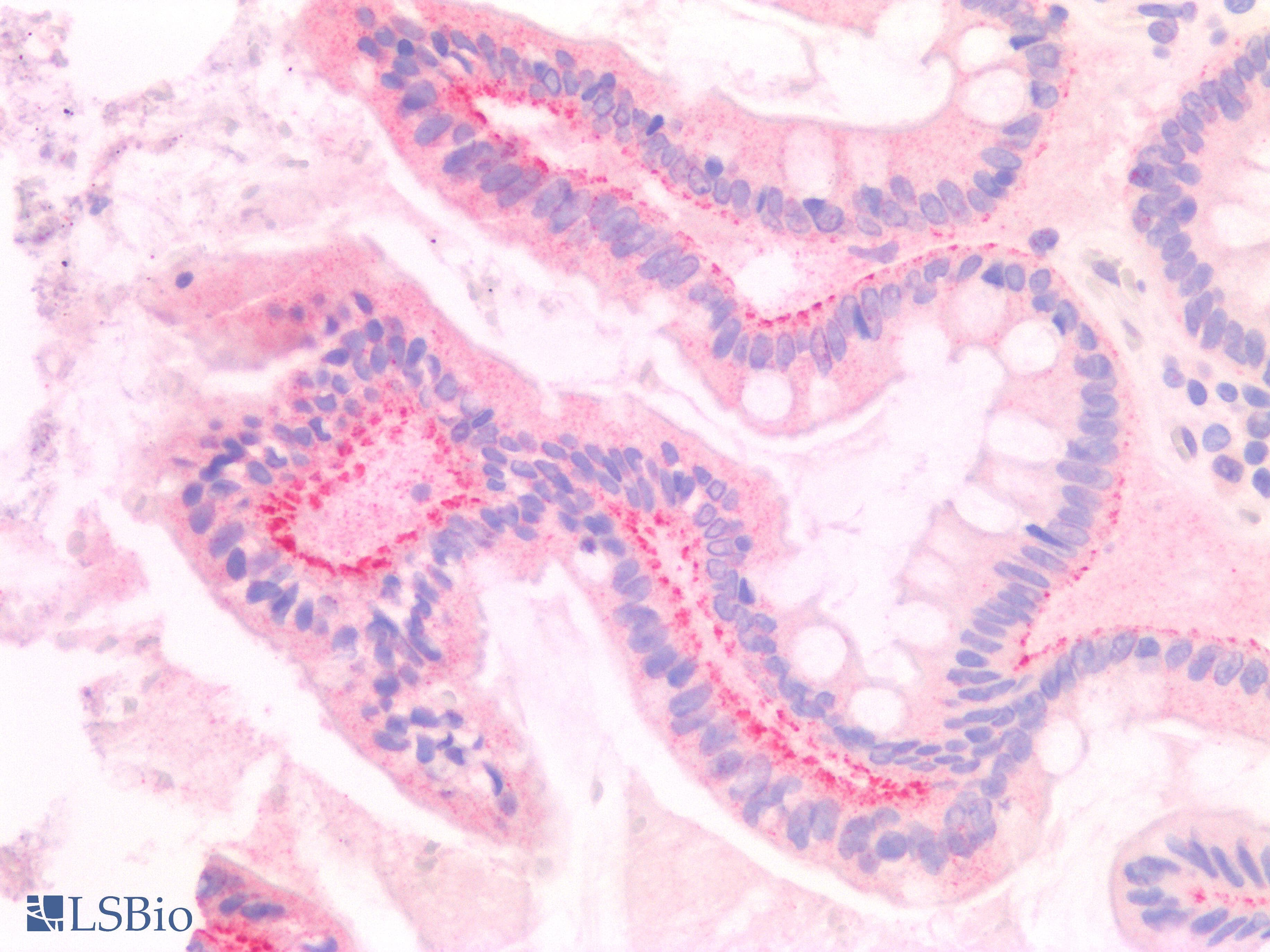 PathPlus™ RAB11A Antibody (clone 1565CT164.36.80)