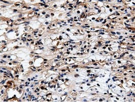 NT5DC1 Antibody (clone OTI3A6)