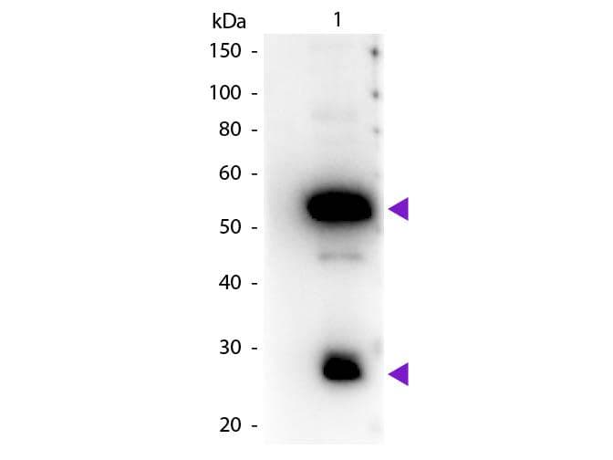 Rabbit Anti-Guinea Pig IgG Secondary Antibody (HRP)